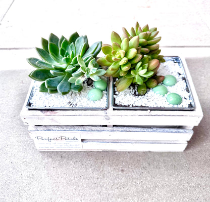 Two succulents in a decorative white planter with pebbles on a light surface.