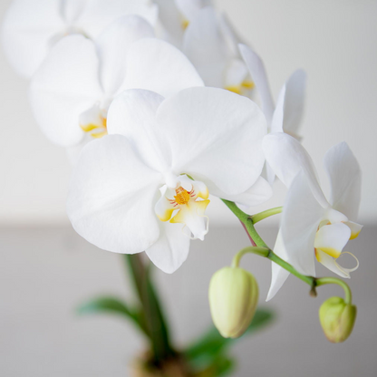 Phalaenopsis Orchid Presentation