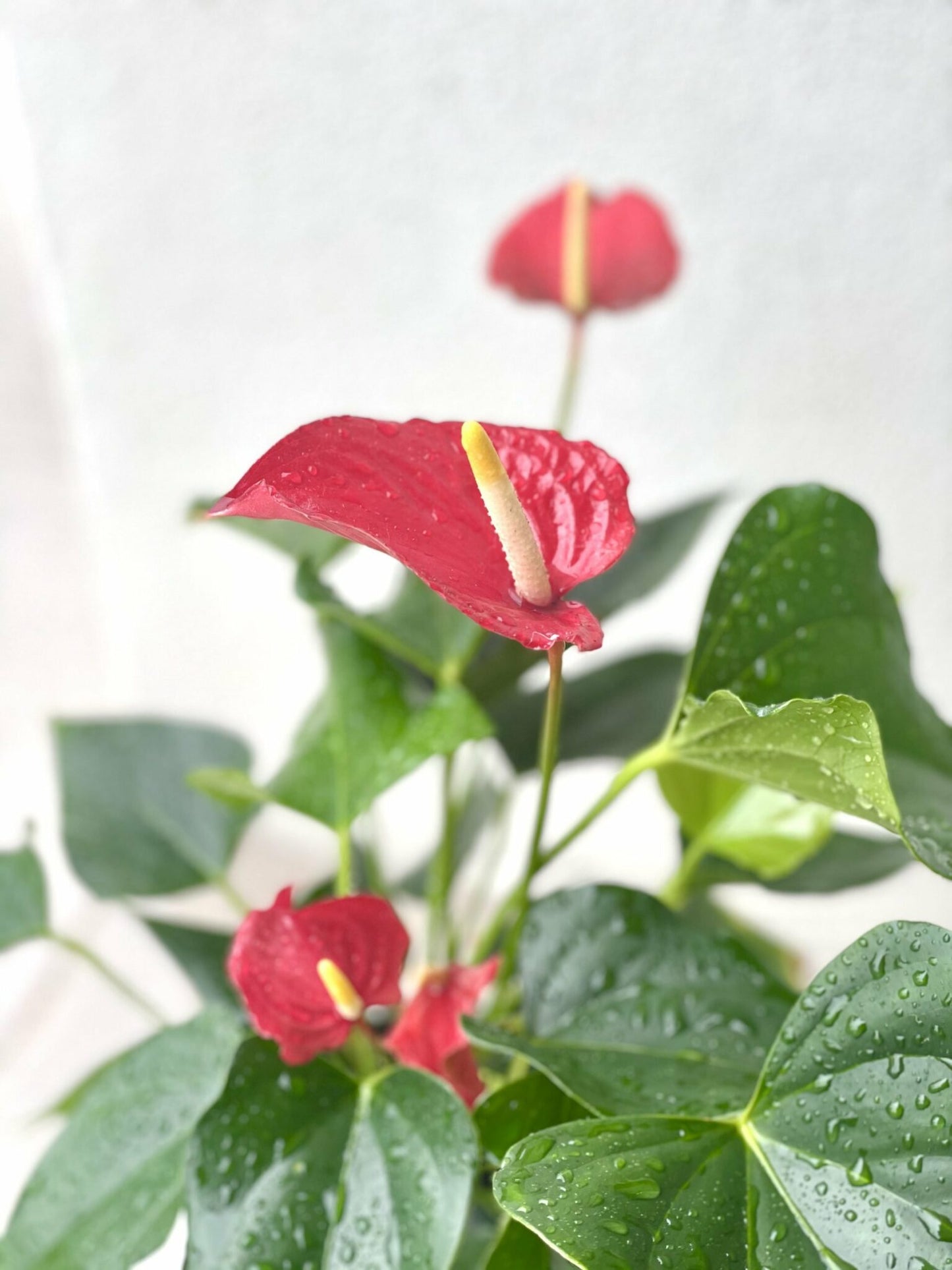 Laceleaf Anthurium