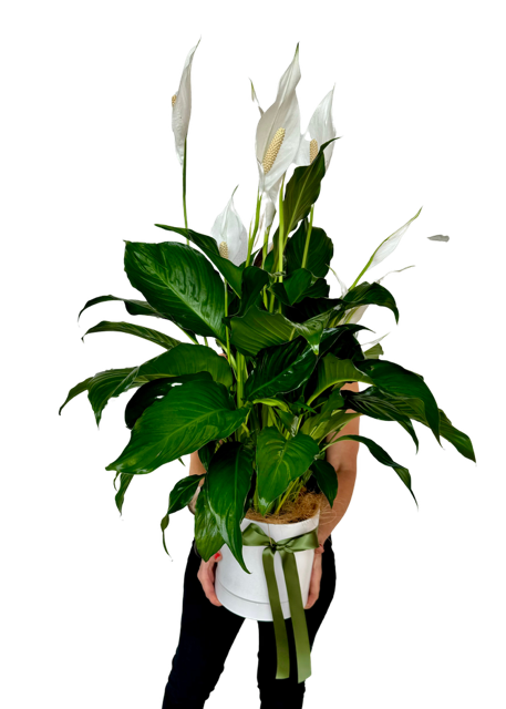 Peace Lily Plant