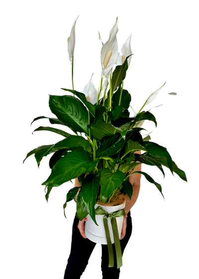 Peace Lily Plant