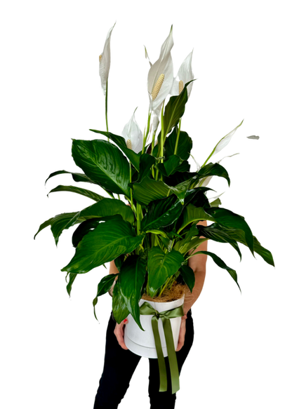 Peace Lily Plant