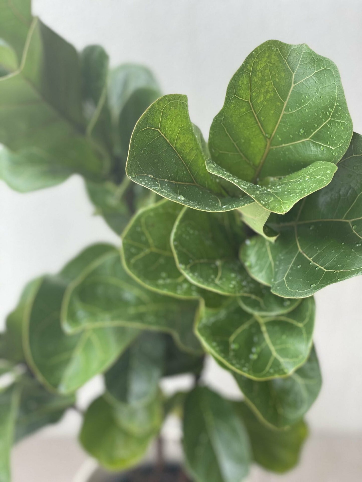 Fiddle Leaf Fig