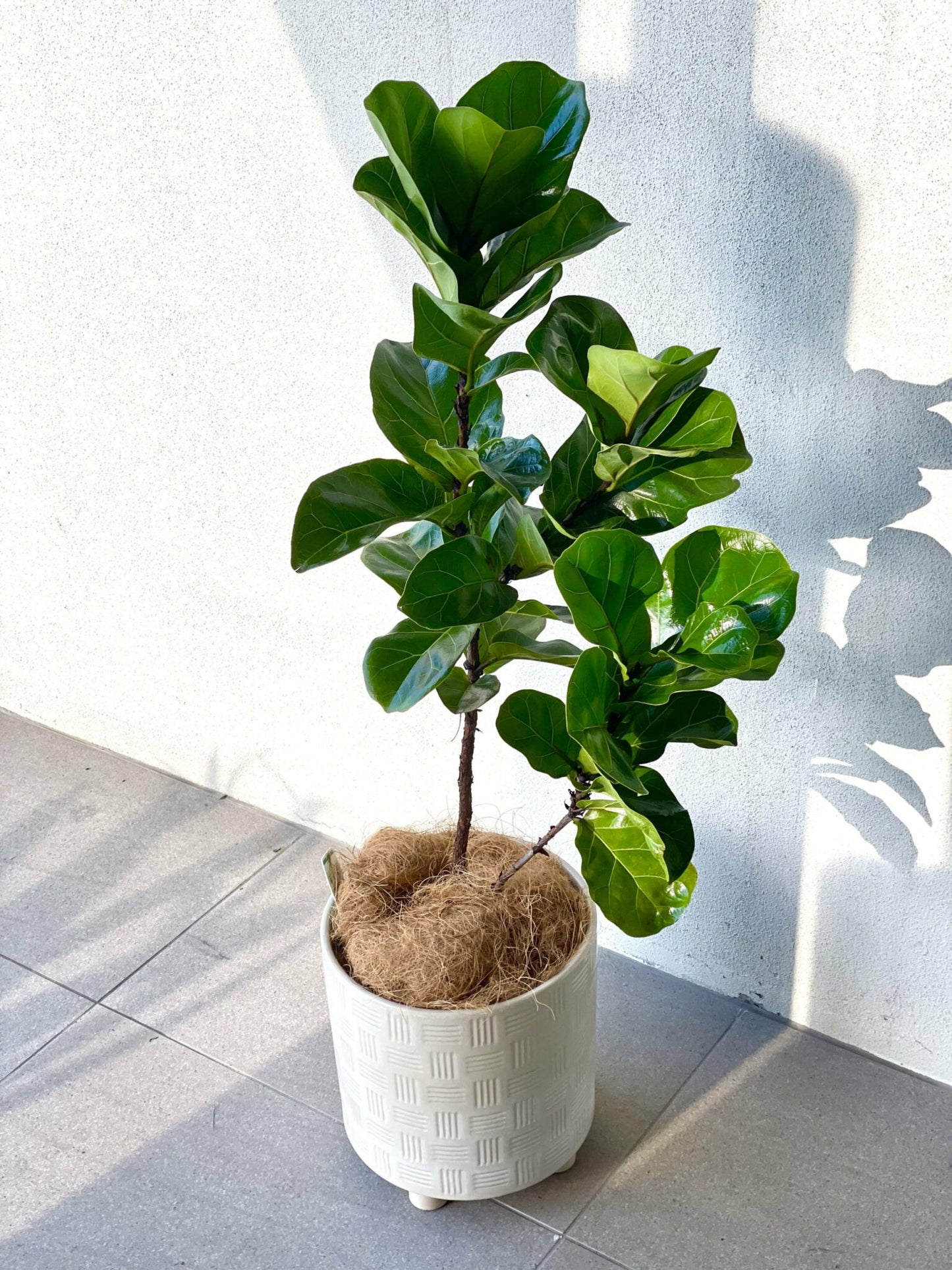 Fiddle Leaf Fig