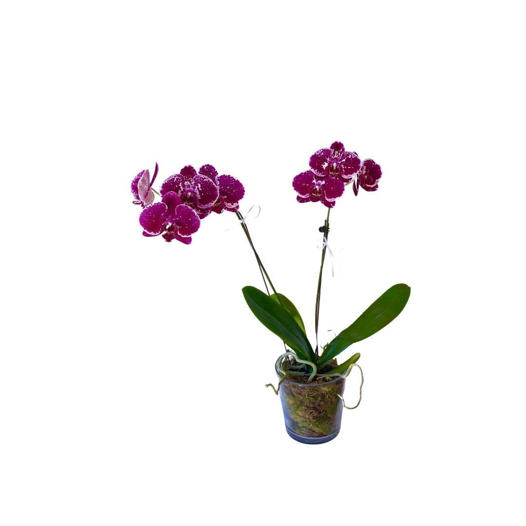 Phalaenopsis Orchid Presentation