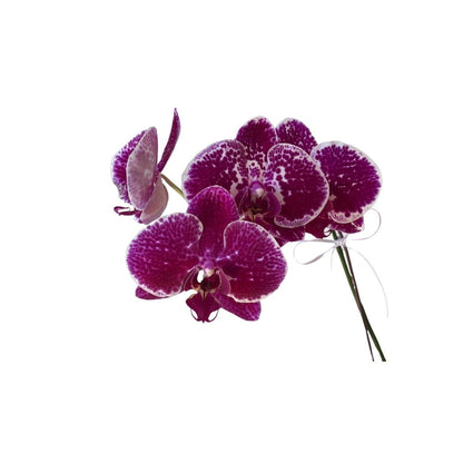 Phalaenopsis Orchid Presentation