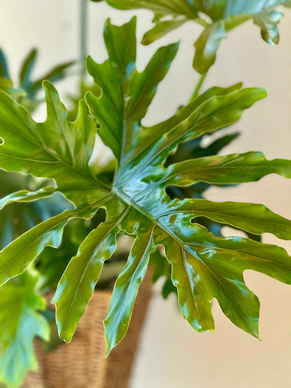 Majestic Tree Philodendron