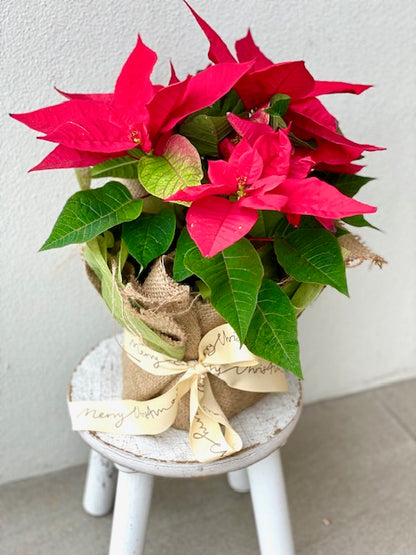 Perfect Poinsettia