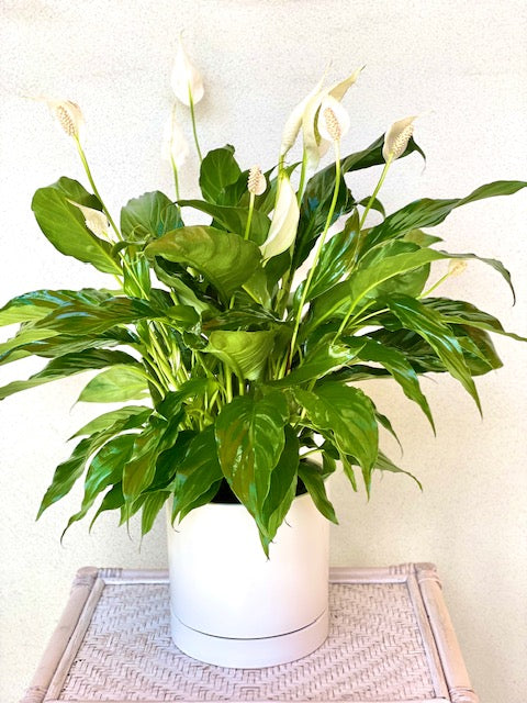 peace lily