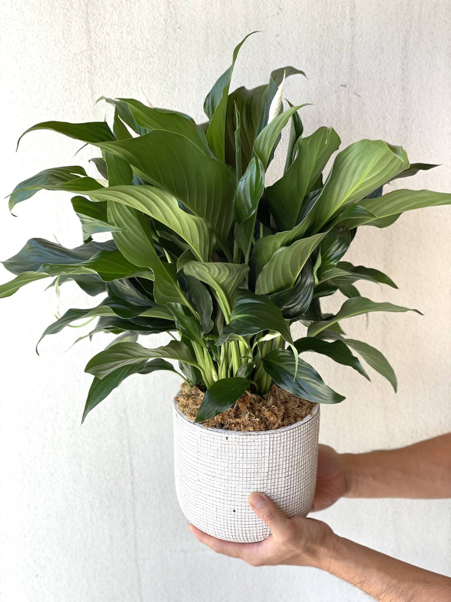 Peace Lily Plant