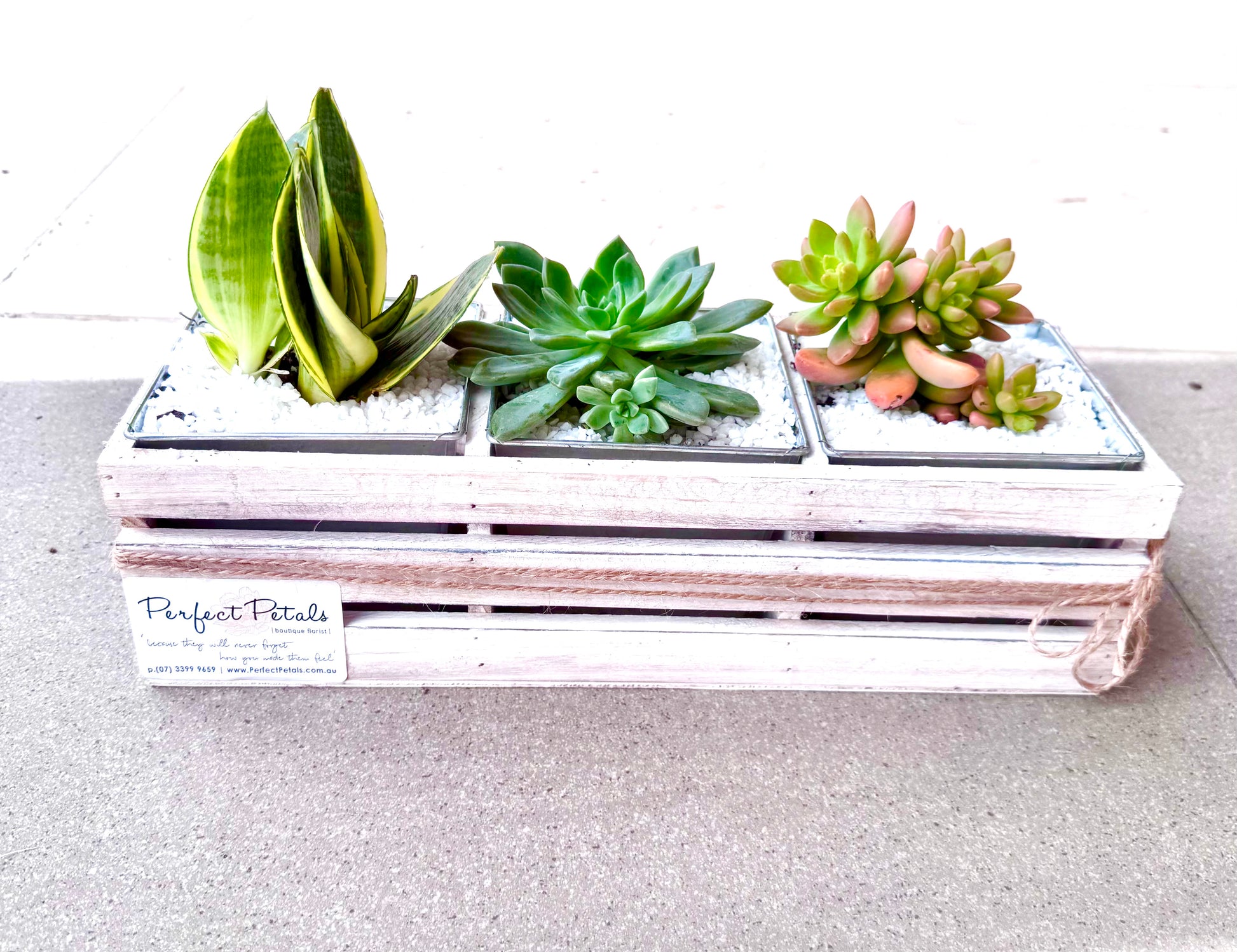 Three small succulent plants in square pots on a white wooden crate with 'Perfect Petals' branding.