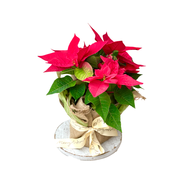 Perfect Poinsettia Perfectpetals Com Au   Poinsettia 